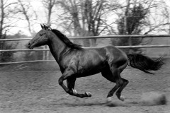 خيل