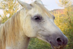 خيل