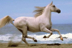 خيل