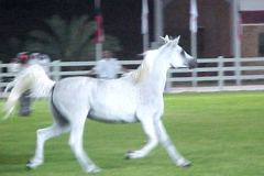 خيل