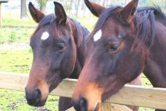خيل