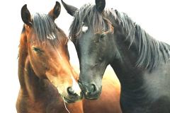 خيل