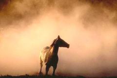 خيل