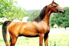 خيل