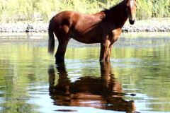 خيل