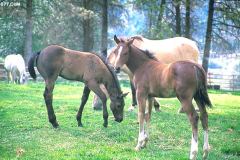 خيل