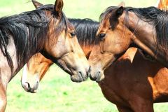 خيل