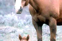 خيل