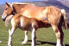 خيل