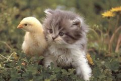 chat