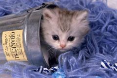 chat