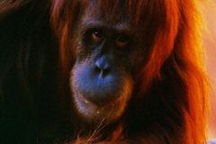 APE-05RW022-001
