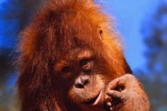 APE-05RW020-001