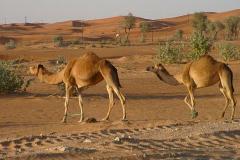 جمال