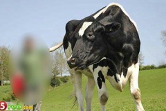 أكبر بقره فى العالم ممكن تقول2