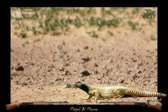 طريقة صيد الضبان2