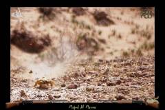 طريقة صيد الضبان4