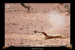 طريقة صيد الضبان5