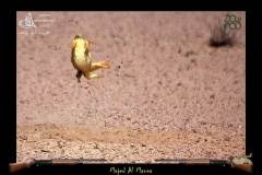 طريقة صيد الضبان8