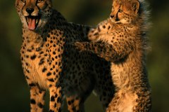 امومة بدون افتراس