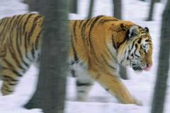 نمر