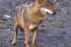 Wolf