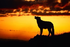 Wolf