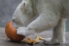 APTOPIX Halloween Treats