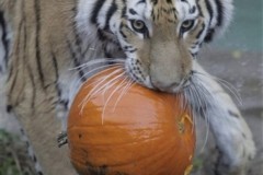 Halloween Treats