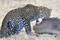 Kenya Lions