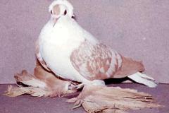 طيور الزينة