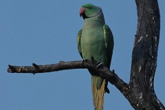 طيور الزينة