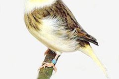 طيور الزينة