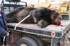 اصطياد دب عملاق1