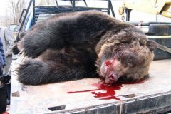 اصطياد دب عملاق2