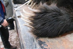 اصطياد دب عملاق3