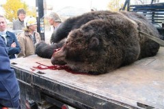 اصطياد دب عملاق4