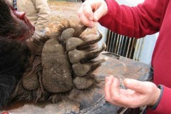 اصطياد دب عملاق5