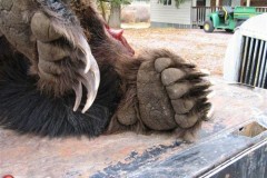 اصطياد دب عملاق6