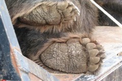 اصطياد دب عملاق7