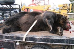 اصطياد دب عملاق8