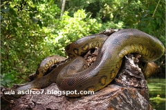 قتلوها بكل وحشيه 1