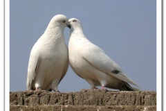 حمام