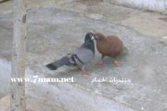اولها