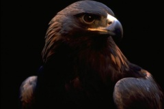 صقر