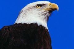 نسر