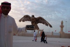 الصقر