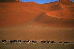 النعام