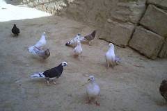 حمام