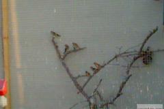 hasoun2